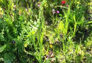 Bunte Blumenwiese: Kornblumen und Mohn wachsen am Groß-Buchholzer Kirchweg