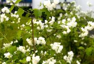  Im Rodbraken erfreuen sich die Mieter an Gartenjasmin